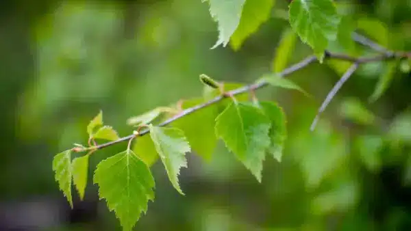 Koivun oksa valossa ja täydessä vehreydessään