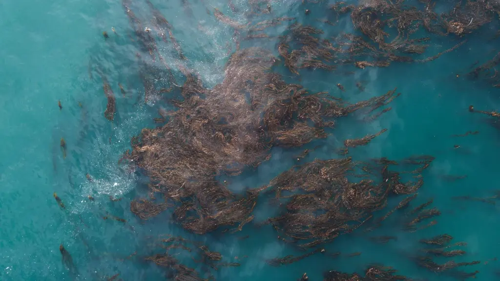 Kuvaa merilevästä ylhäältä käsin